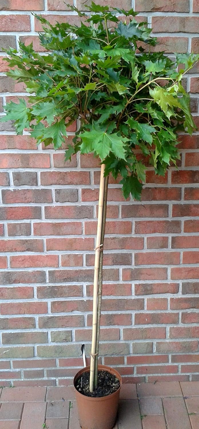 Kugelahorn, Ahorn, Sorte: Globosum, Gesamthöhe: 250 cm (Stammhöhe: 180 cm) + Dünger