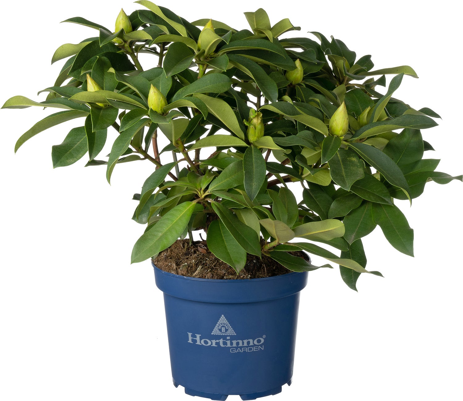 Rhododendron (Rhododendron 'XXL') D 23 H 80 cm
