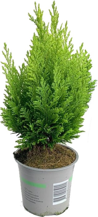 Dwergcypres (Chamaecyparis lawsoniana 'Ellwood's Empire') D 13 H 25 cm