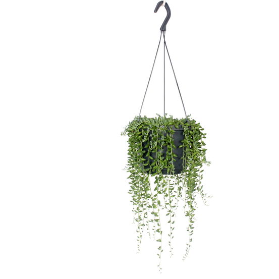 Senecio Herreianus suspension - pot D17cm