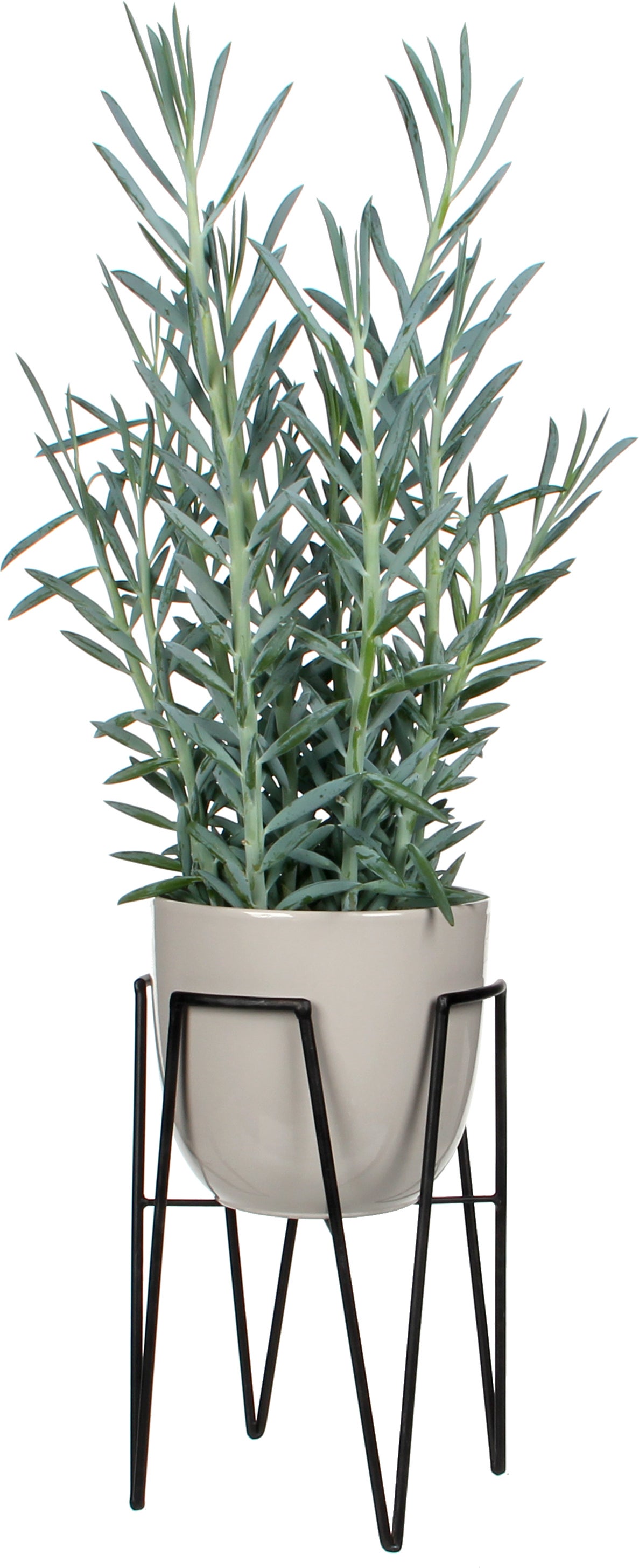 Mica Outdoor plantenkruk Blom Ø 29,5 x 50 cm zwart