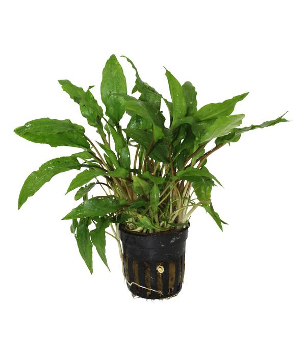 Dehner Aqua Wendts Wasserkelch - Cryptocoryne