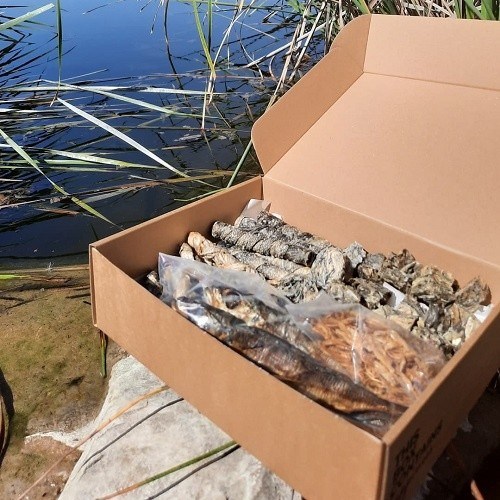 Caixa de petiscos naturais com salmão, cavala e bacalhau para cães