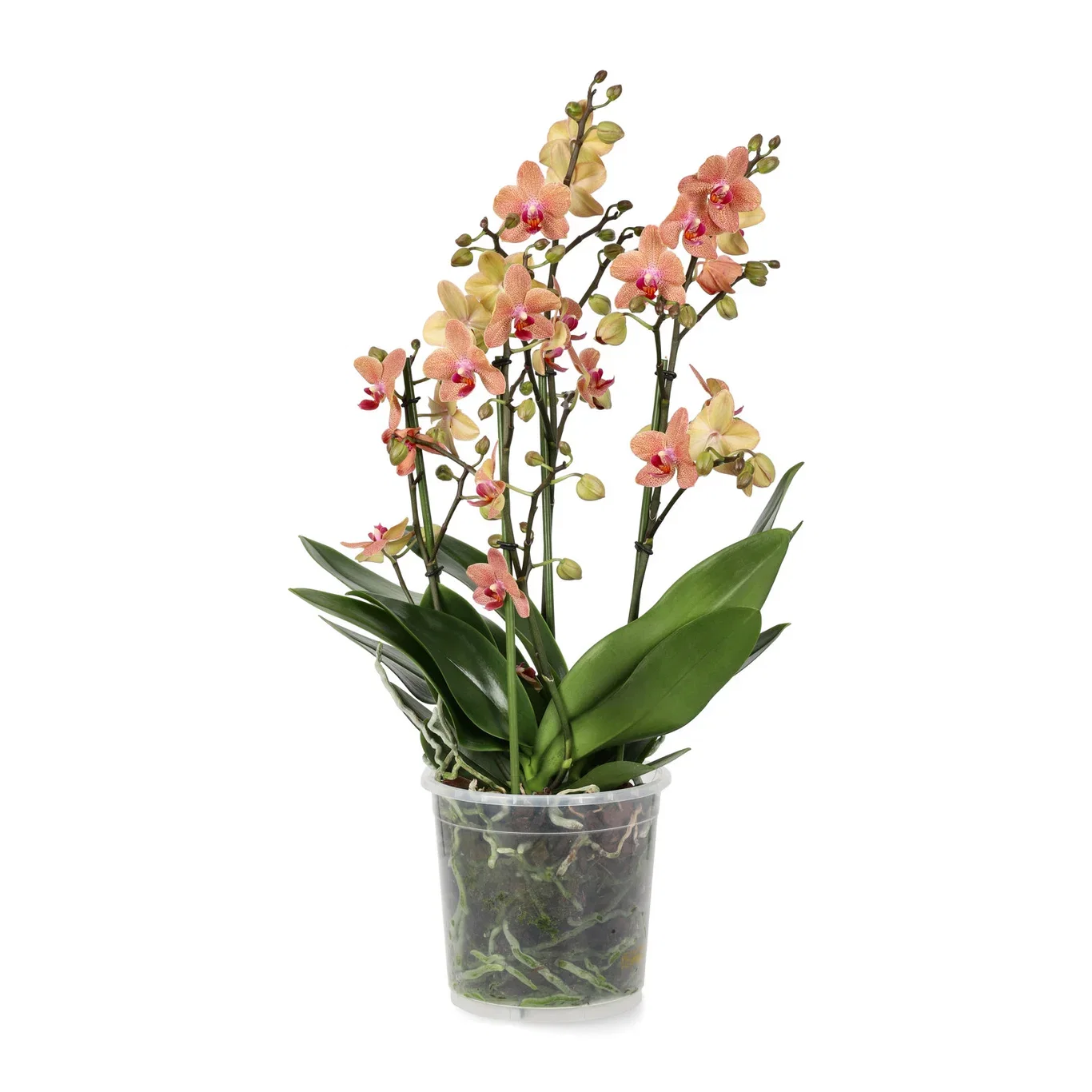 Phalaenopsis hybrid Duetto Multi Orkidé 'Duetto Multi' Høyde 50 cm