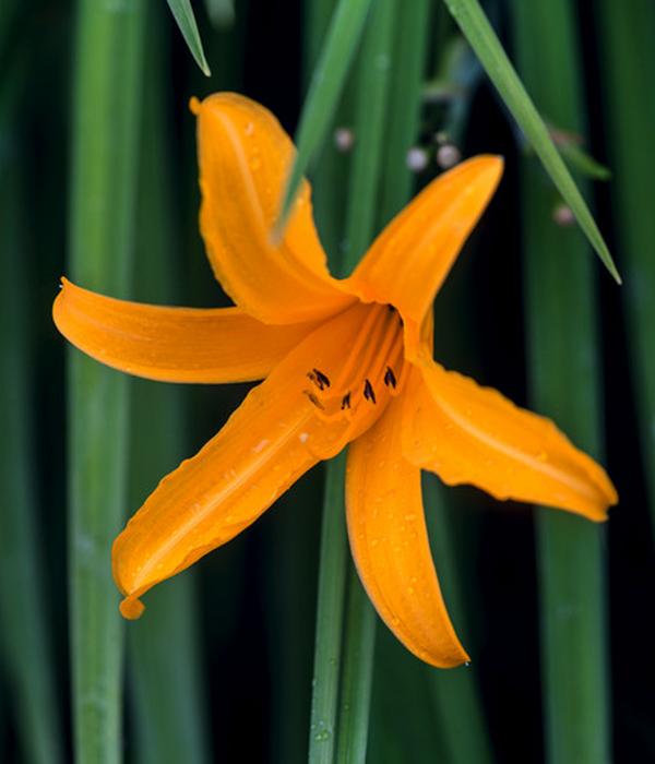 Bio Taglilie 'Stella d'Oro'