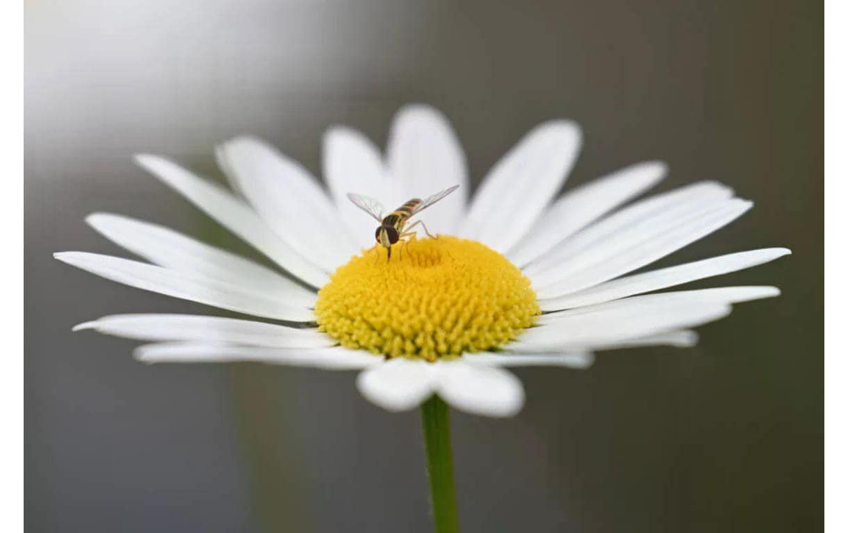 Zoomobjektiv NIKKOR Z 70-180mm f/2.8 - Nikon Z<br>Leichtes, kompaktes und vielseitiges Teleobjektiv