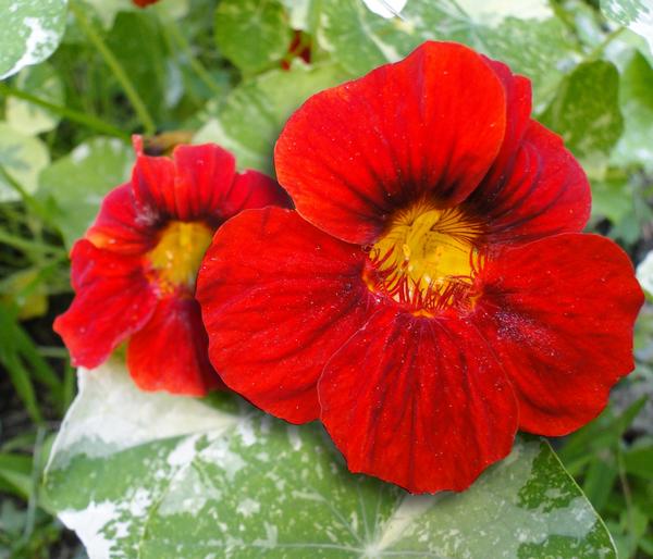 Kapuzinerkresse 'Alaska Mix'