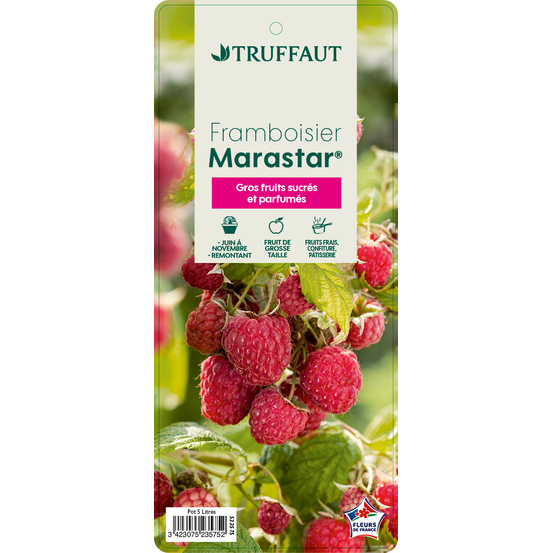 Framboisier 'Marastar®' (MA 2920) : pot de 5 litres
