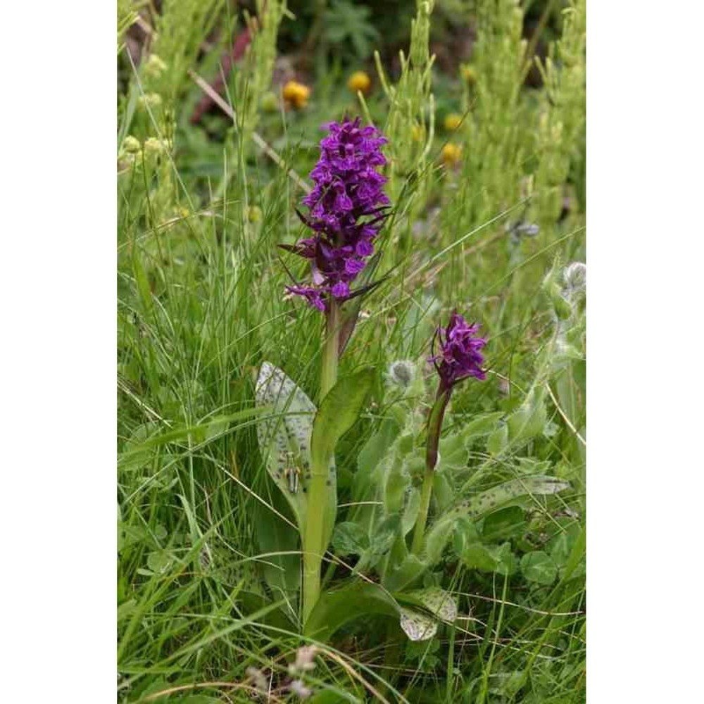 Dactylorhiza alpestris taille pot de 1 litre ? 30/40 cm