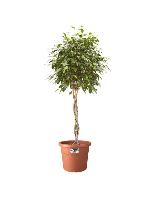 Elho Bloempot Algarve Rond Terra - Buitenpot