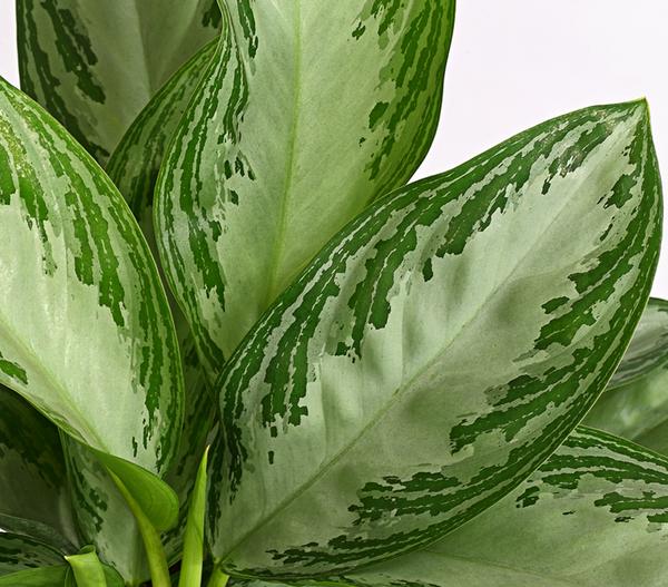 Kolbenfaden - Aglaonema commutatum 'Silver
