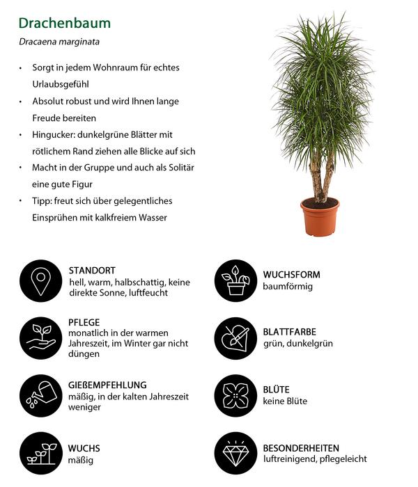 Drachenbaum - Dracaena marginata