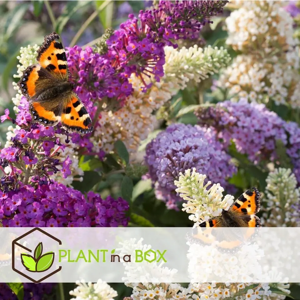 Vlinderstruik - Set van 3 - Buddleja davidii - Hoogte 25-40cm - ⌀9cm