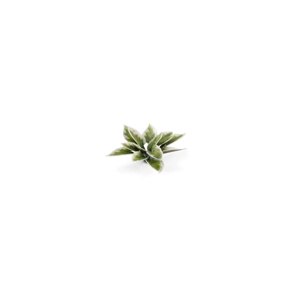 Laser Plants - Plantain Lily