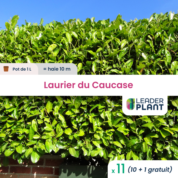 11 x laurier palme, caucase en pot de 1 l