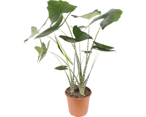 Alocasia, Tiger Arrow Leaf FloraSelf Alocasia 'Zebrina' H 80-100 cm Ø 24 cm pot