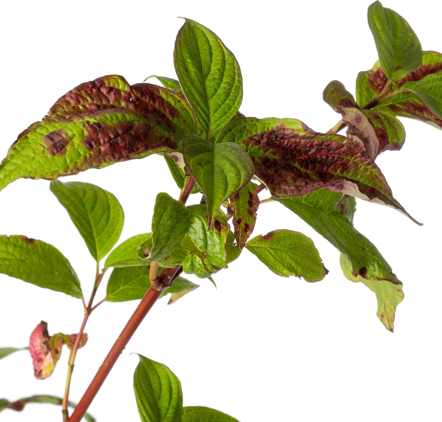 Rode Kornoelje (Cornus alba 'Sibirica') D 24 H 60 cm