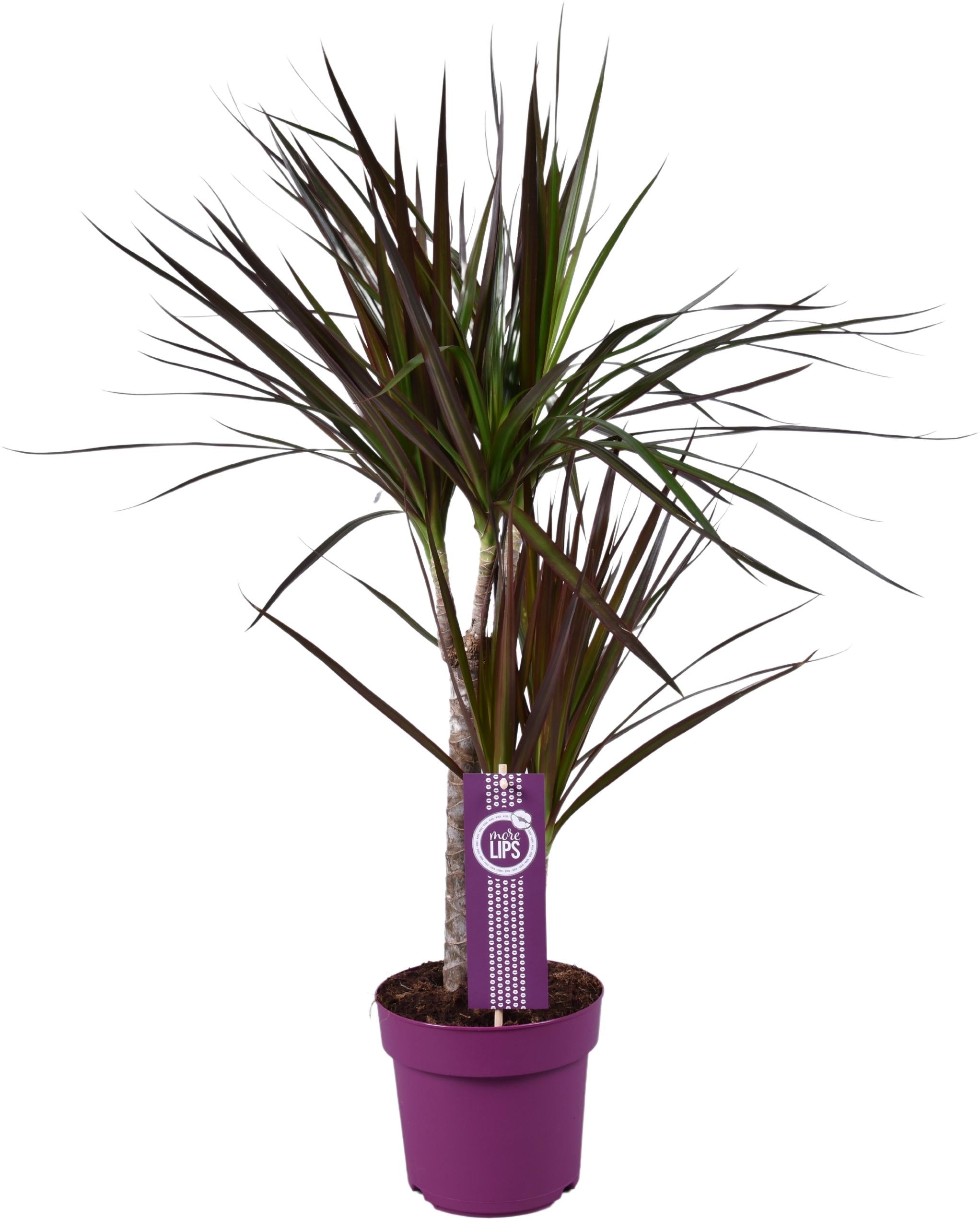 Plante d'intérieur - dracaena magenta 70.0cm