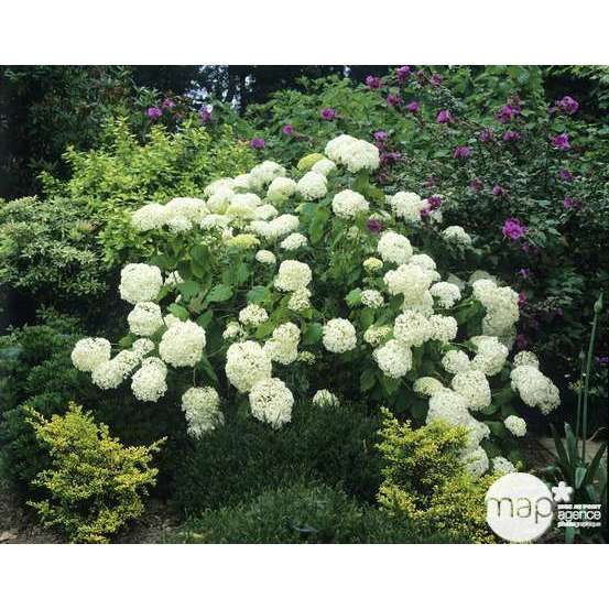 Hydrangea arborescens 'Annabelle', ctr 10 L