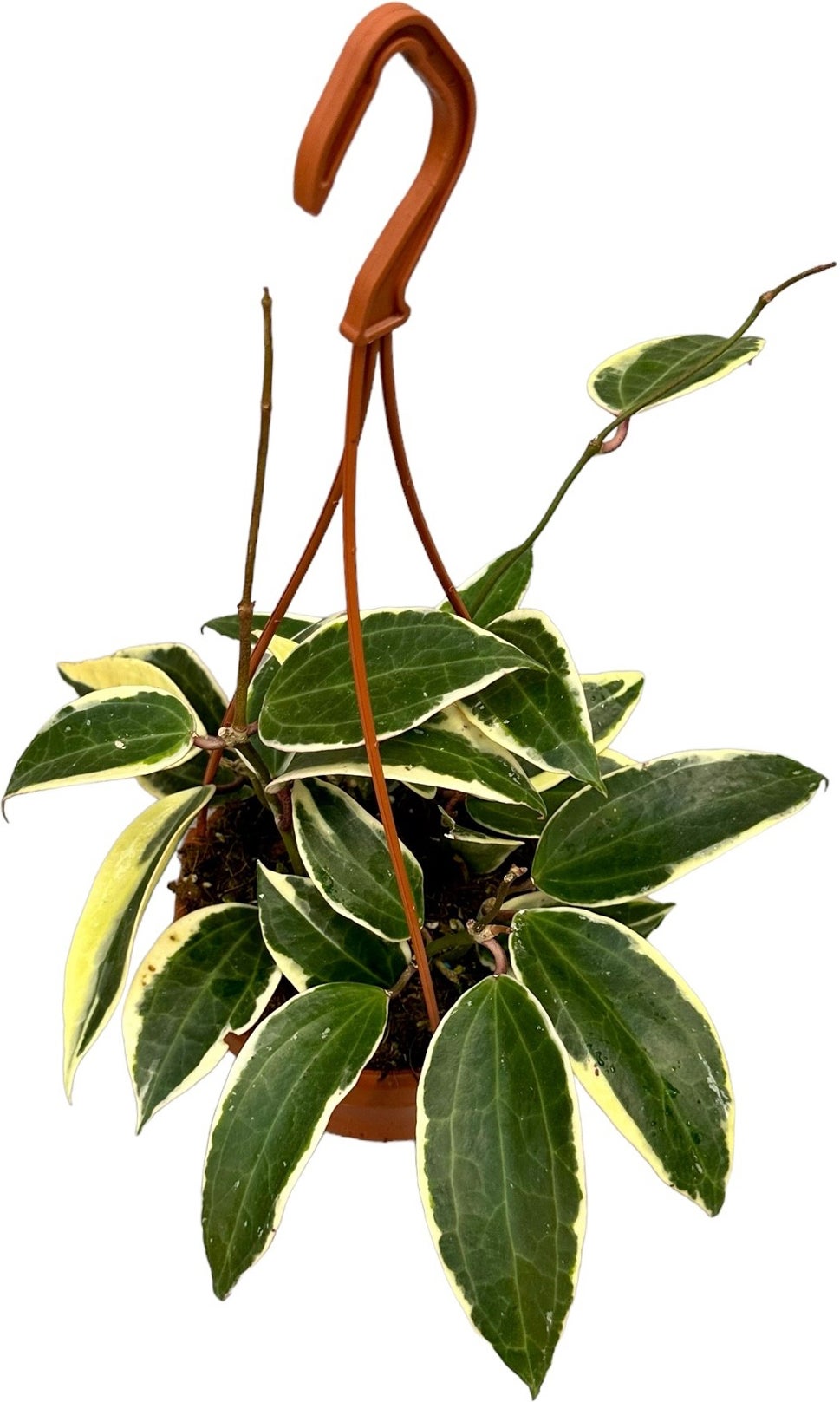Wasbloem in hangpot (Hoya 'Macrophylla') D 14 H 14 cm