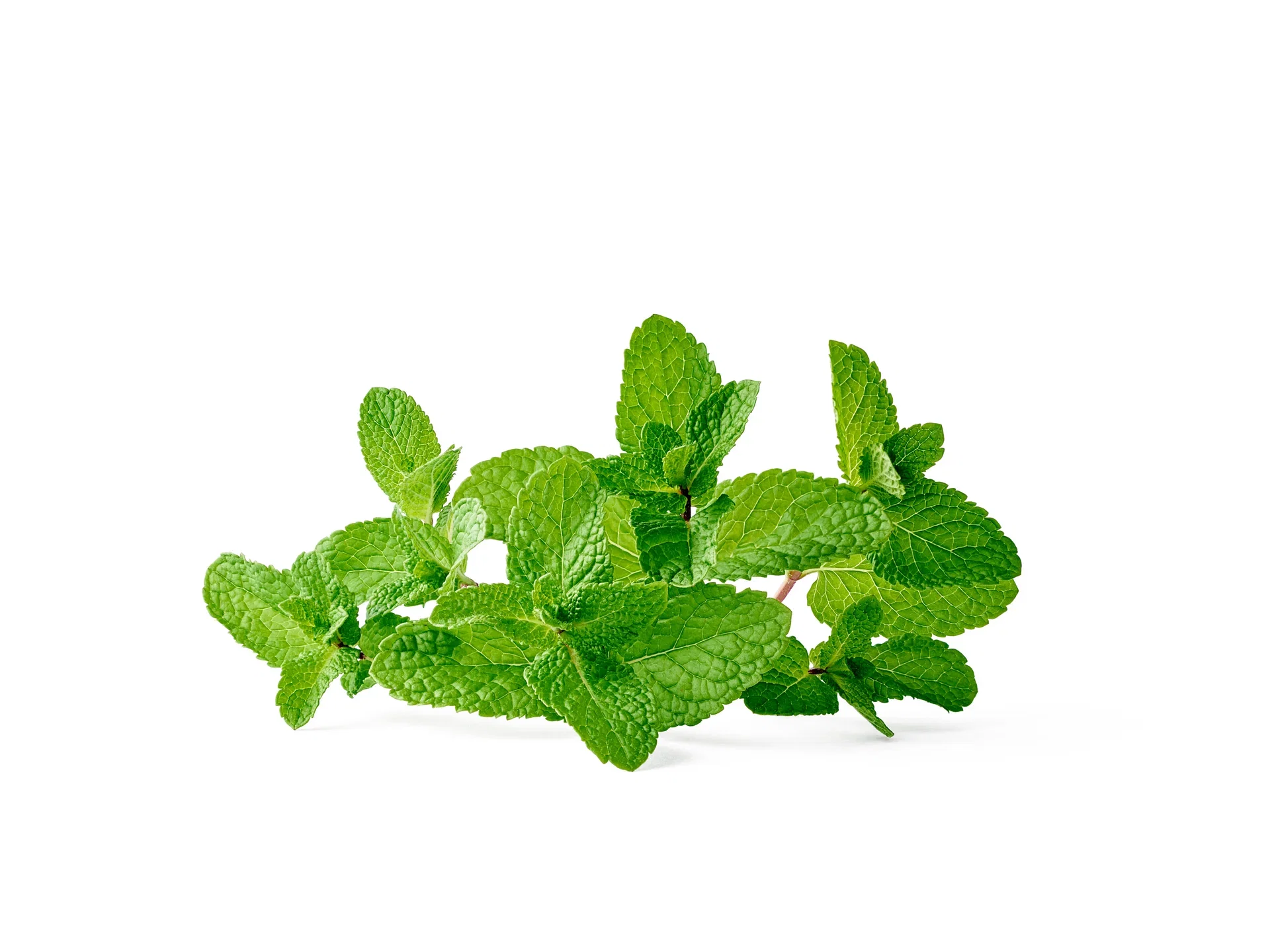 Mentha x villosa 'Moroccan' 12 cm Mynte 'Moroccan' Ø12 cm