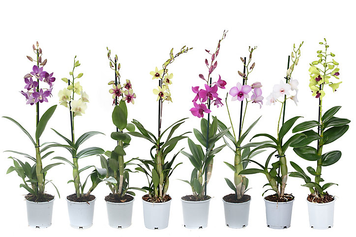 Dendrobium sanook 1 tige mix
