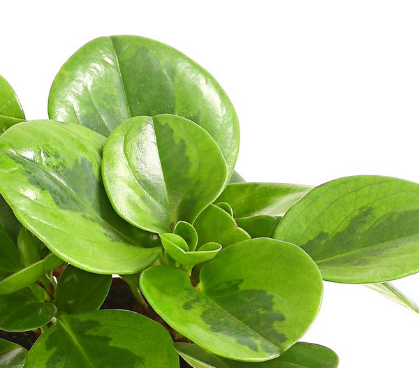 Peperomie - Peperomia obtusifolia 'Lime'