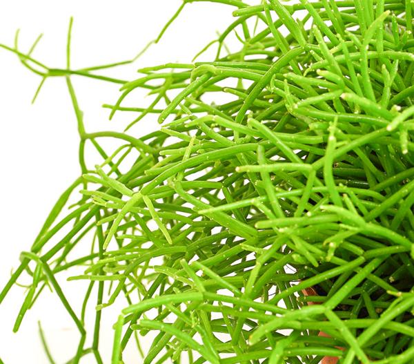 Binsenkaktus - Rhipsalis cultivars,