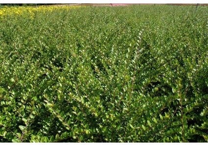 Kamperfoelie met kluit (Lonicera nitida 'Elegant') H 25-40 cm vanaf 10 stuks