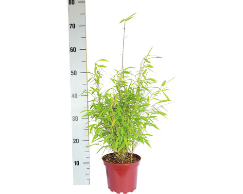 Bolvormige tuinbamboe Fargesia nitida Volcano H 30-40 cm Co 2 L