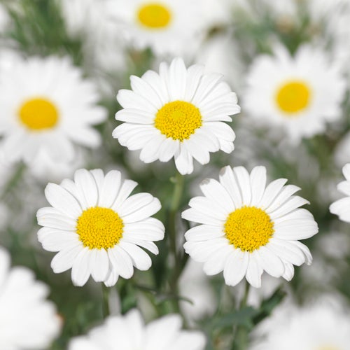 Struikmargriet (Argyranthemum frutescens) D 18 H 50 cm