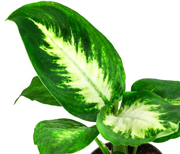Dieffenbachie - Dieffenbachia