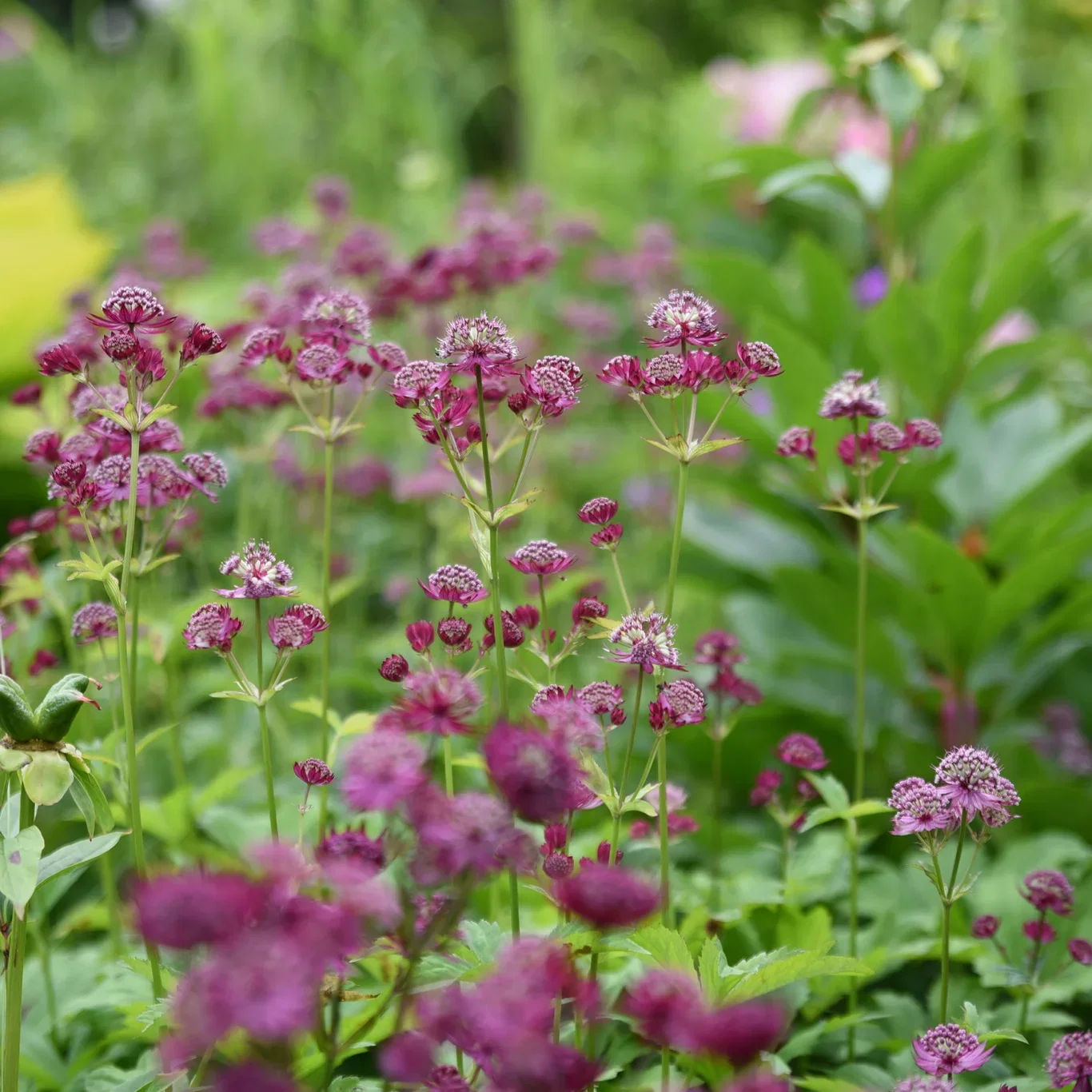 Astrantia major 'Burgundy Manor' Stor stjerneskjerm 'Burgundy Manor' Ø19 cm