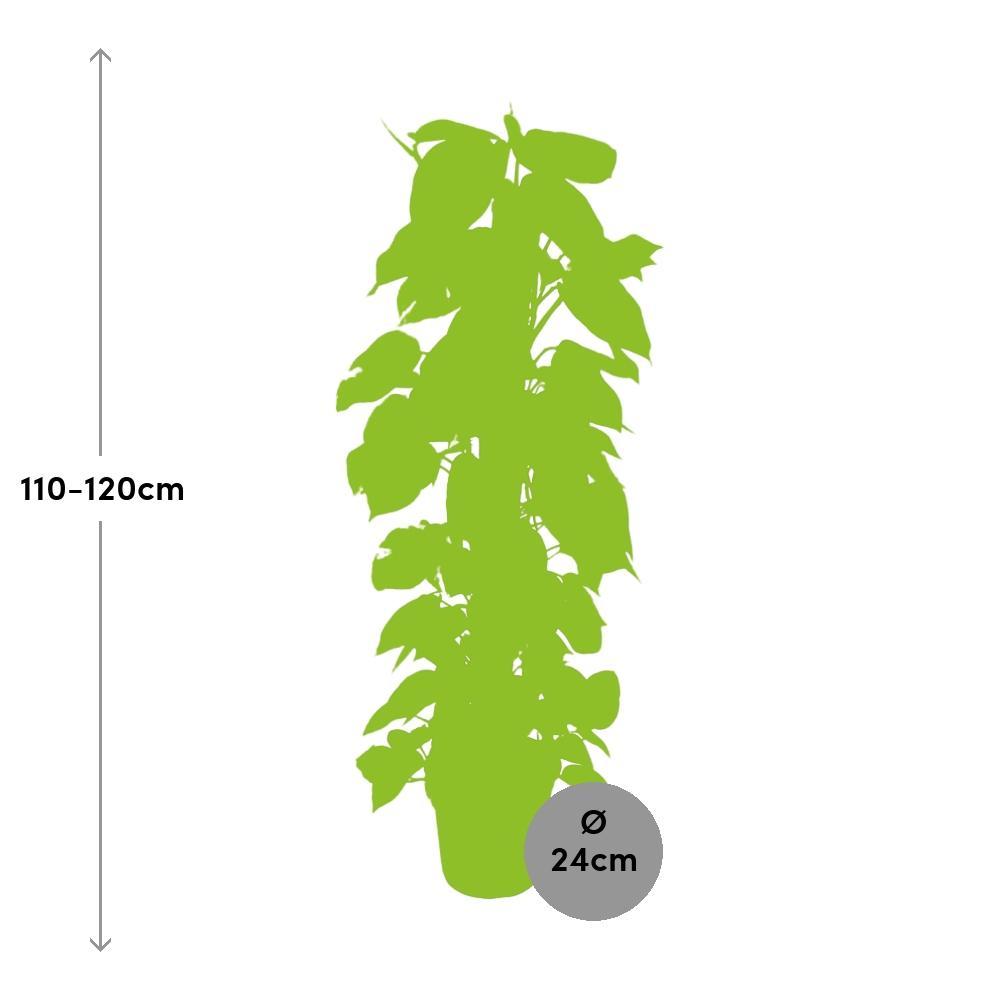 Plante d'intérieur - epipremnum pinnatum 120.0cm