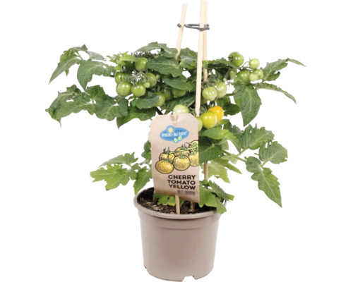 Snack cherrytomaat geel Pick&Joy Ø 14 cm pot