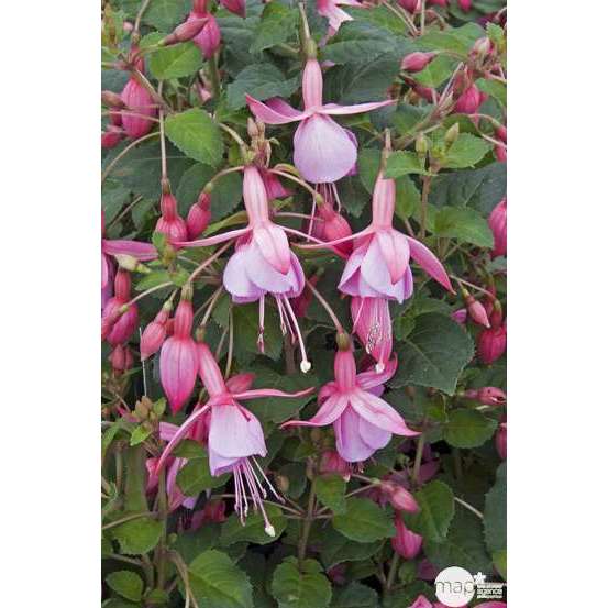 Fuchsia Beacon Rosa : godet vert