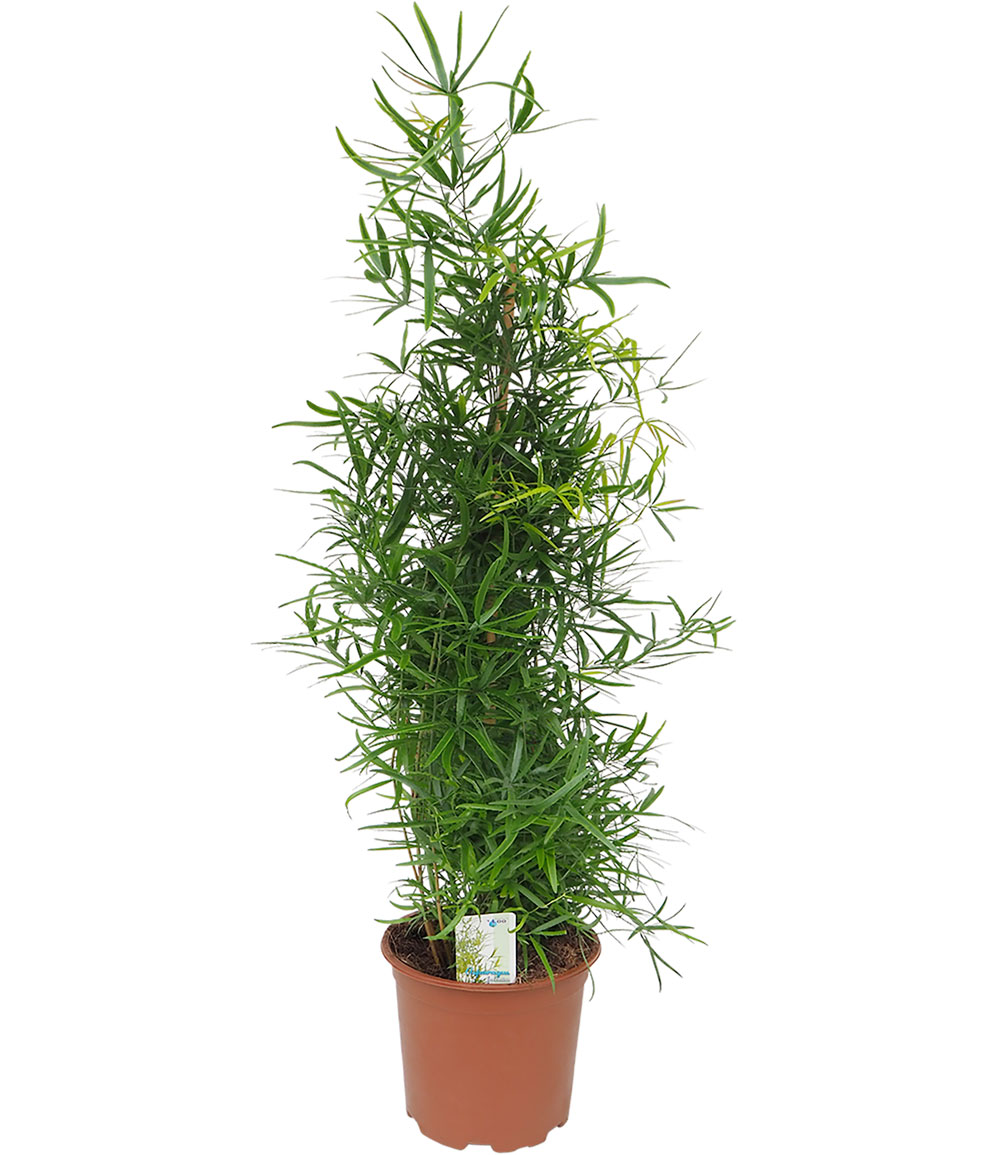 Asparagus Falcatus Pyramide, ca. 80 cm hoch