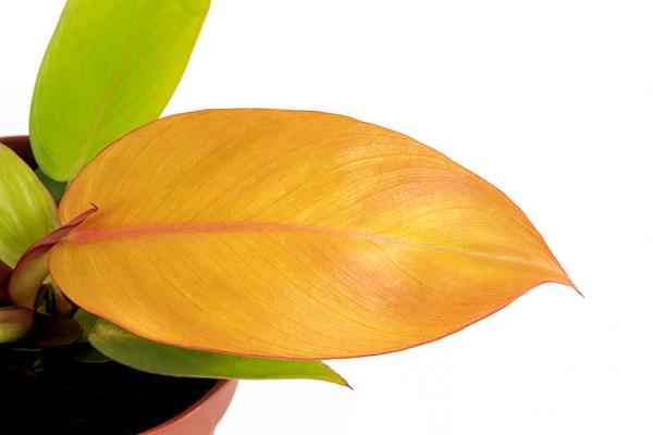 Baumfreund - Philodendron 'Prince of Orange'