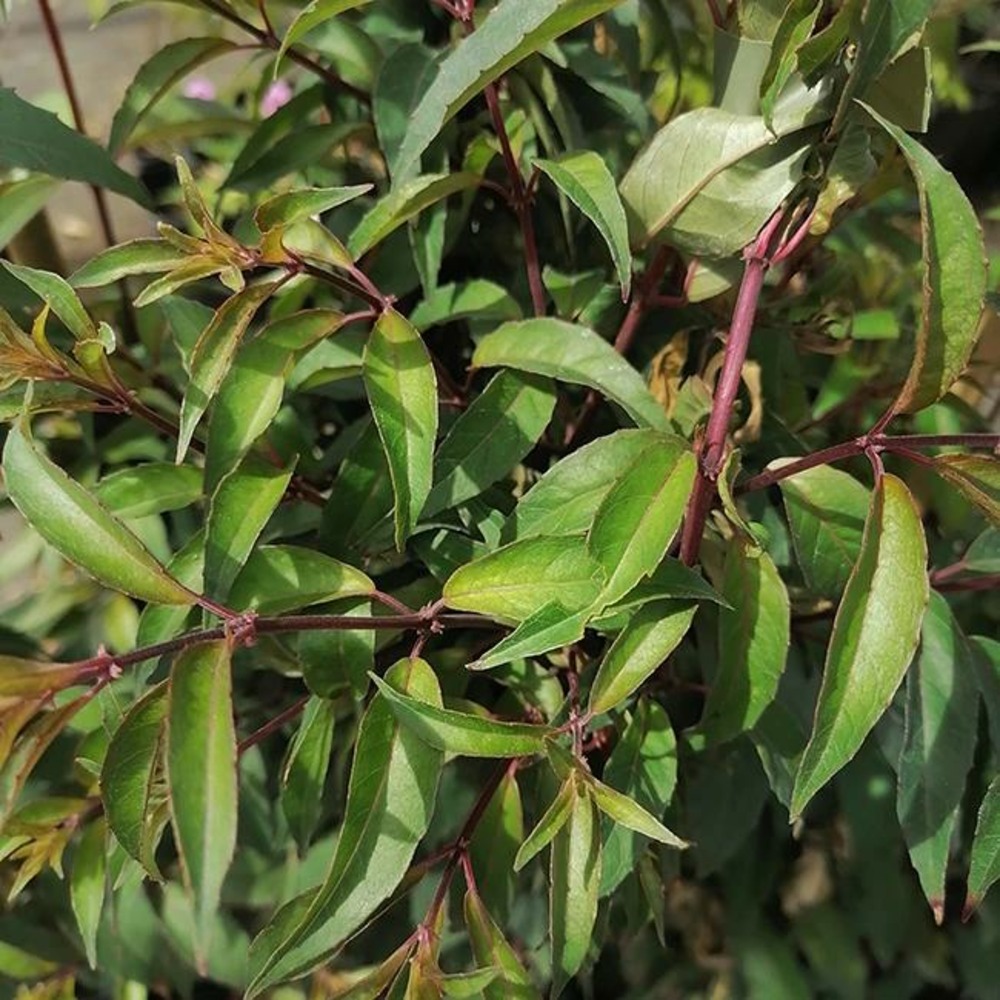 Fuschia comestible - fuchsia regia 3l