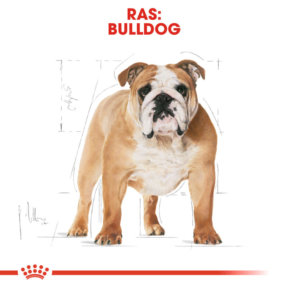 Royal Canin Bulldog Adult - Hondenvoer