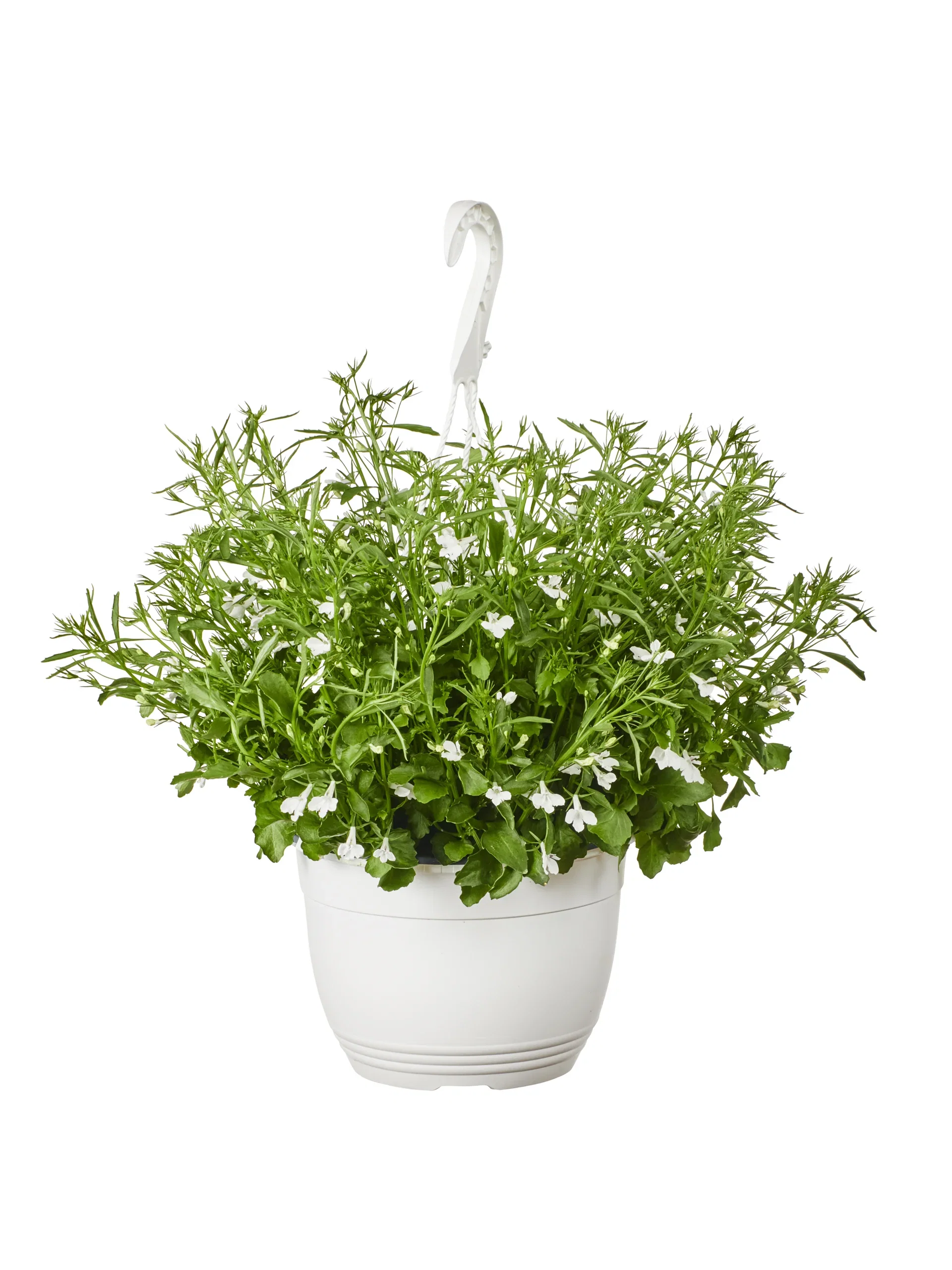 Lobelia h. basket White 22 cm Lobelia i ampel Ø22 cm