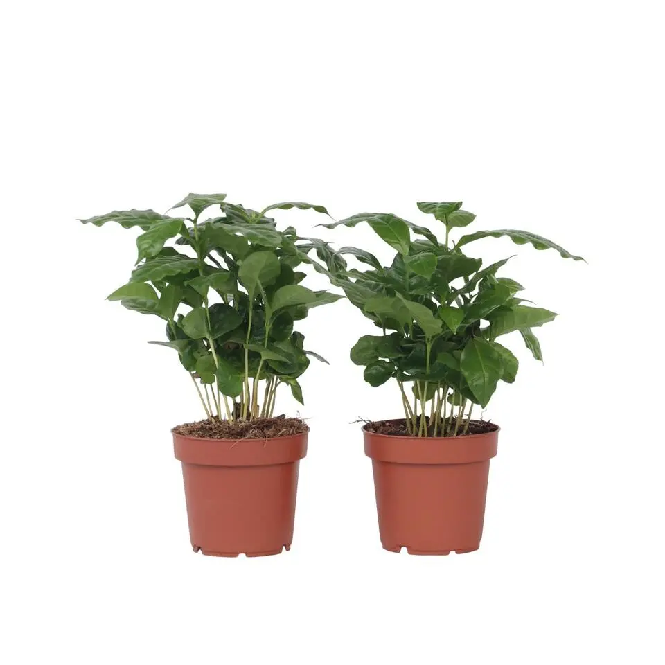 Koffieplant - Set van 2 - Coffea arabica - Hoogte 25-40cm - ⌀12cm