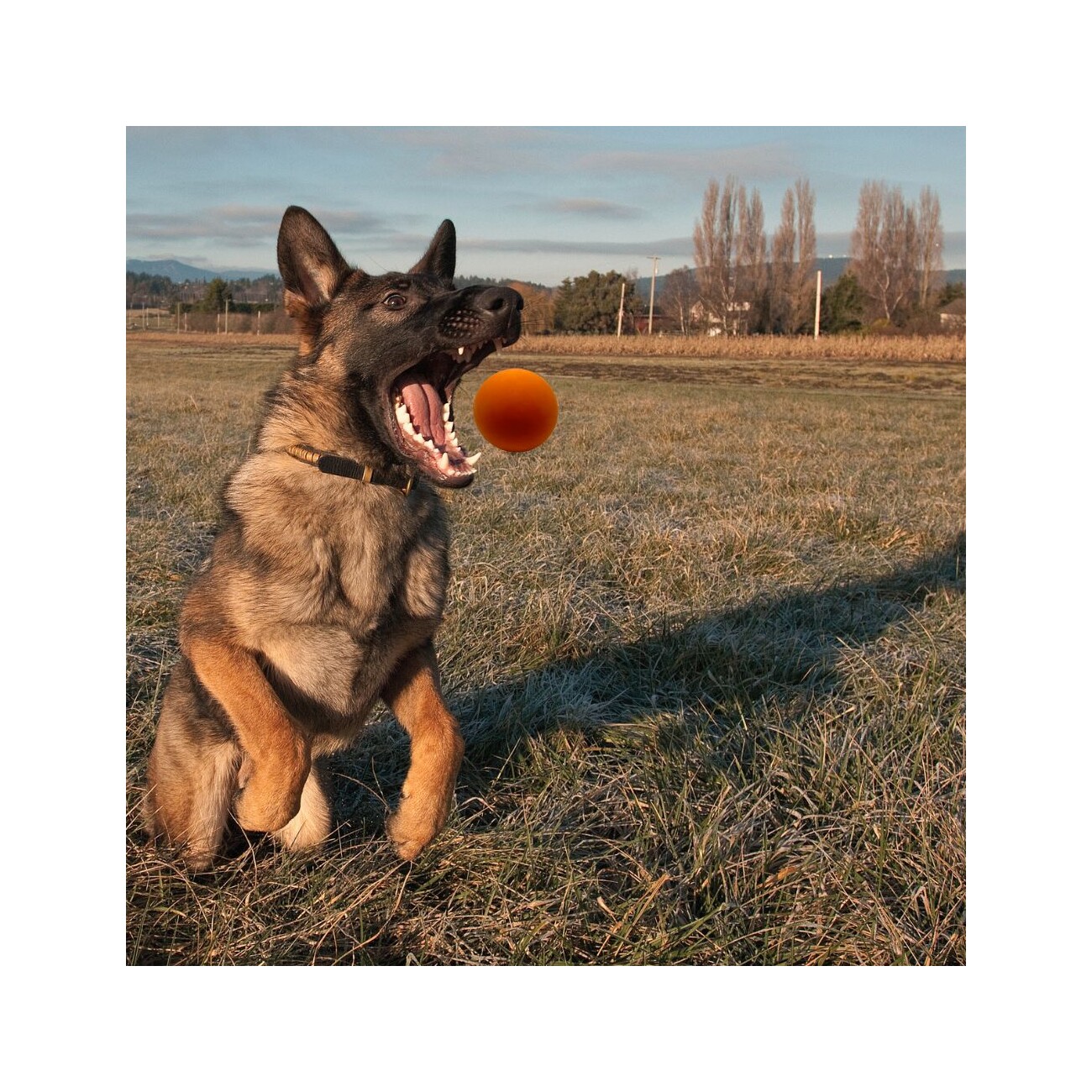 Wildfang Spielzeug Ball Bouncer