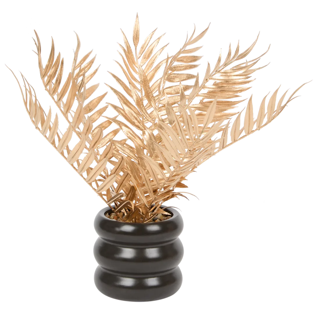 Plante dorée en pot