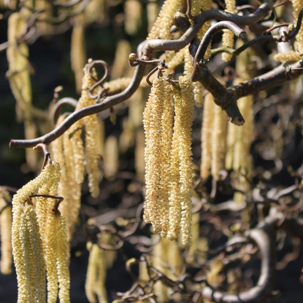 Noisetier avellana contorta/corylus avellana contorta[-]pot de 4l - 40/60 cm