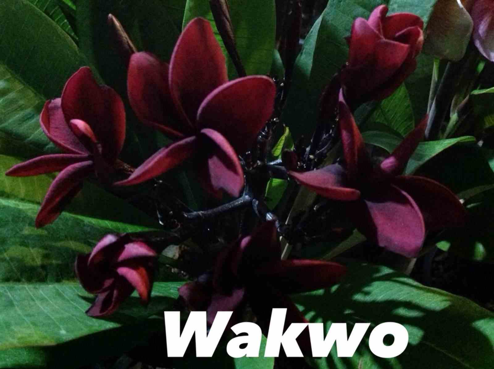 Plumeria rubra 