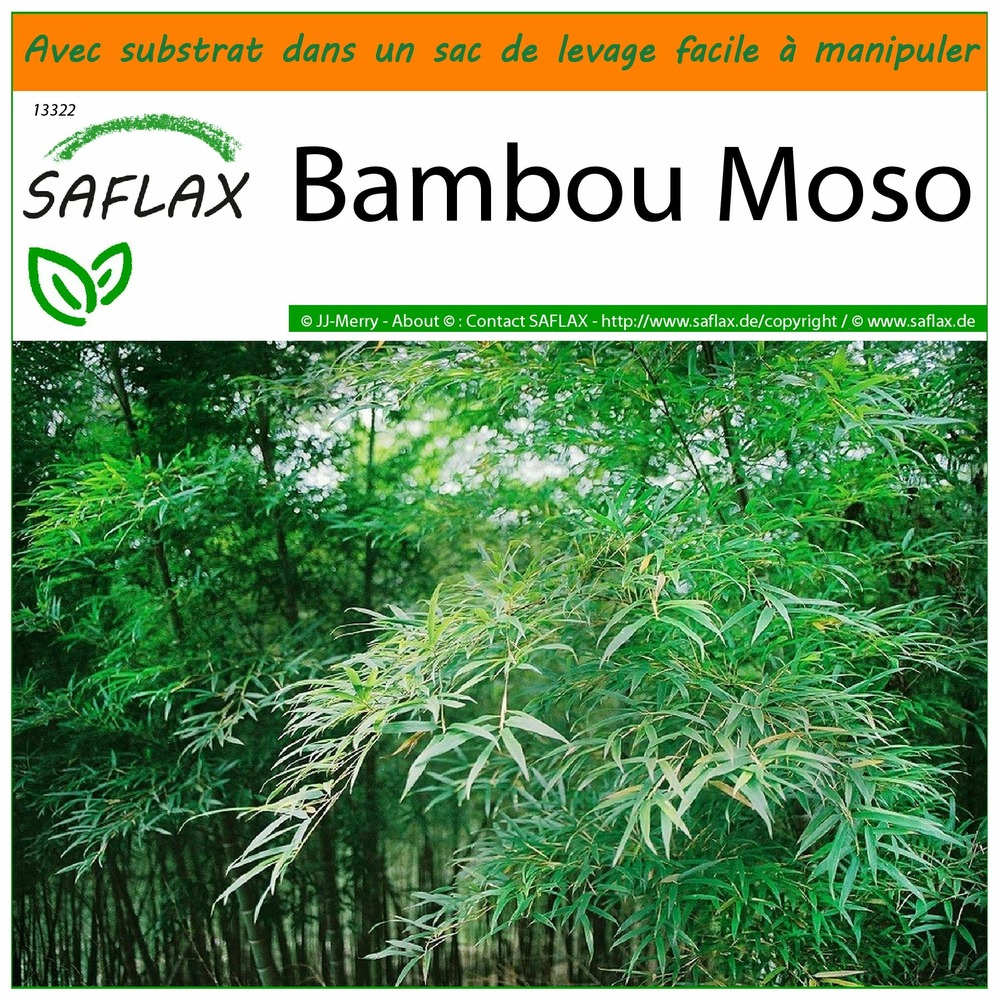 Jardin dans le sac - bambou moso - 20 graines - phyllostachys pubescens