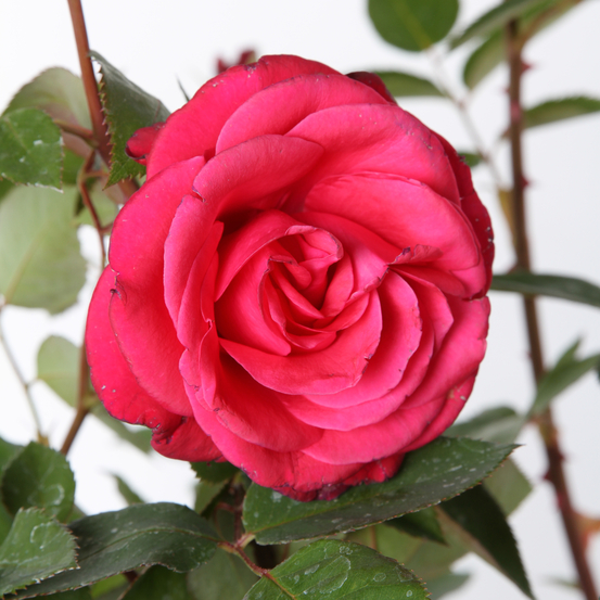 Rosier à grandes fleurs, variétés variables - pot 3L