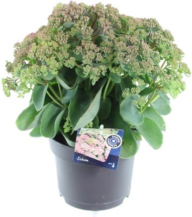 Hemelsleutel (Sedum 'Seduction Rose Charm') D 17 H 30 cm