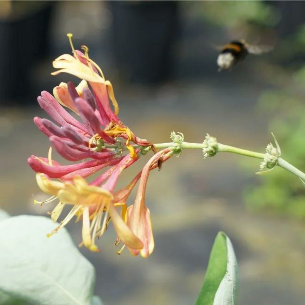 Chèvrefeuille 'goldflame' - lonicera heckrottii 3l